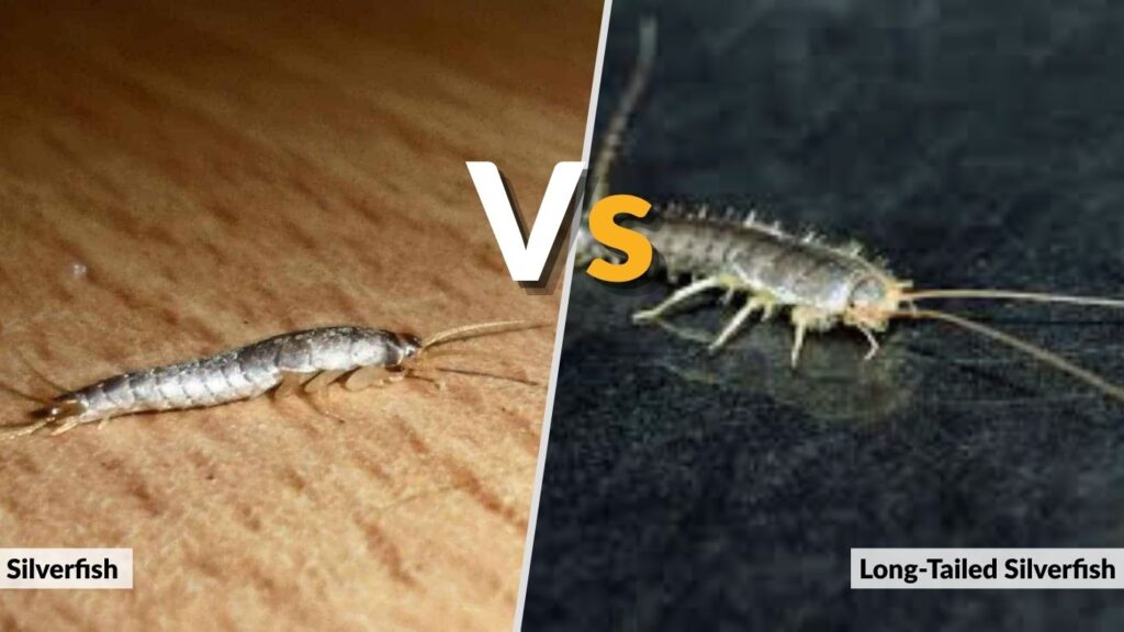 Silverfish vs Long-Tailed Silverfish