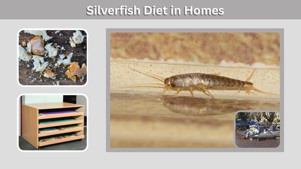 Silverfish Diet in Homes