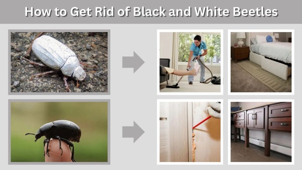 How to Get Rid of Black and White Beetles