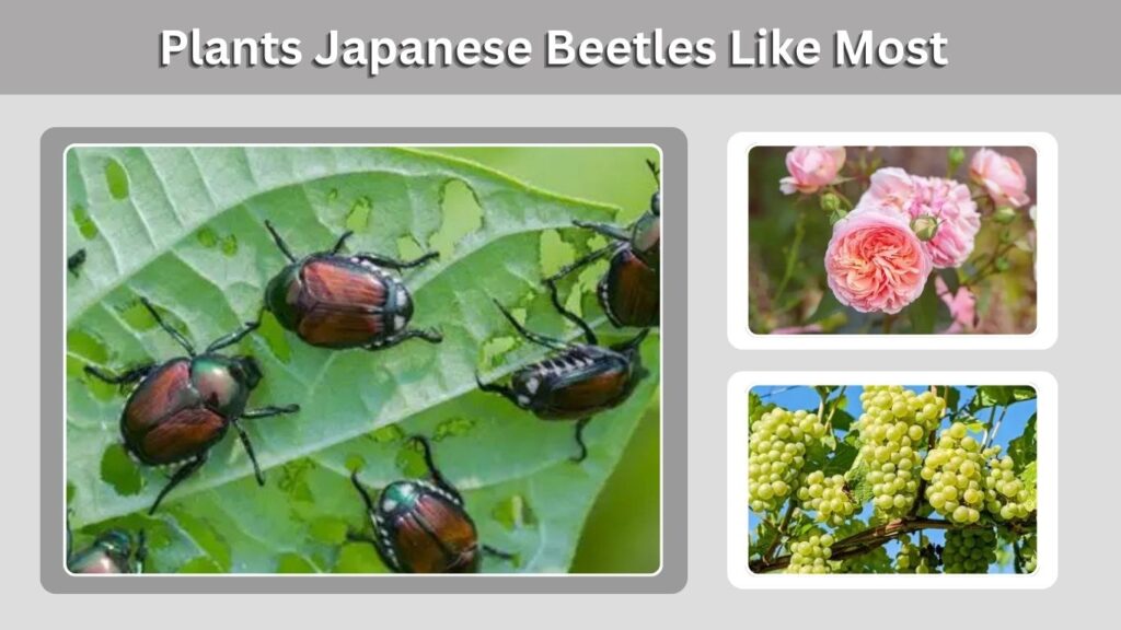 Plants Japanese Beetles Like Most