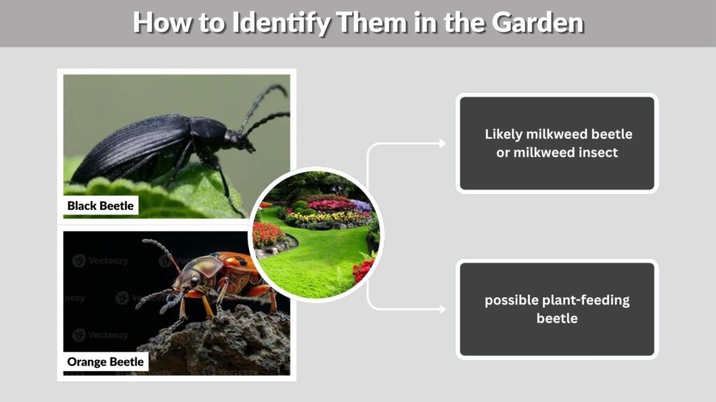 How to Identify Them in the Garden