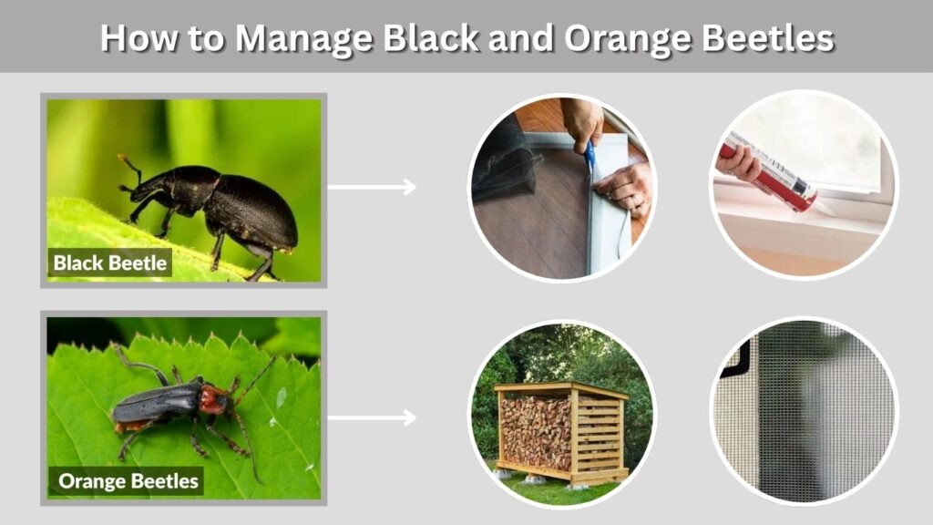 How to Manage Black and Orange Beetles