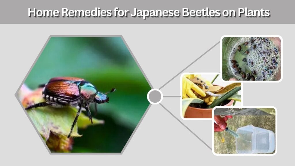 Home Remedies for Japanese Beetles on Plants