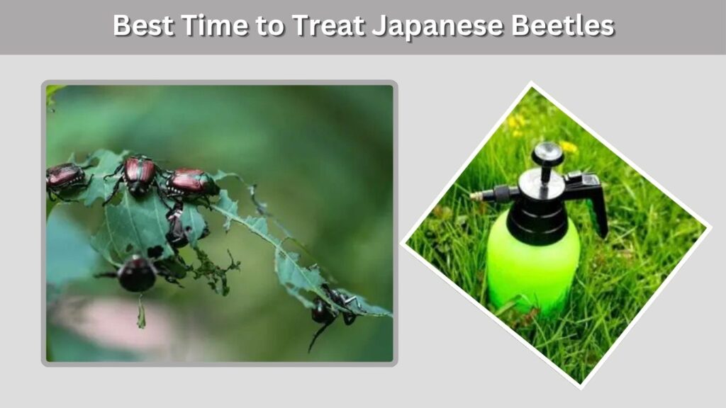 Best Time to Treat Japanese Beetles