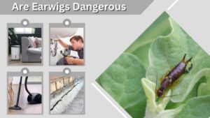 Are Earwigs Dangerous? Facts About Bites, Pets, and Homes