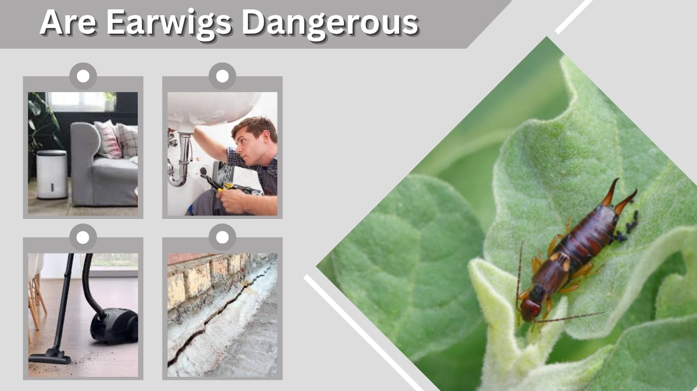 Are Earwigs Dangerous? Facts About Bites, Pets, and Homes