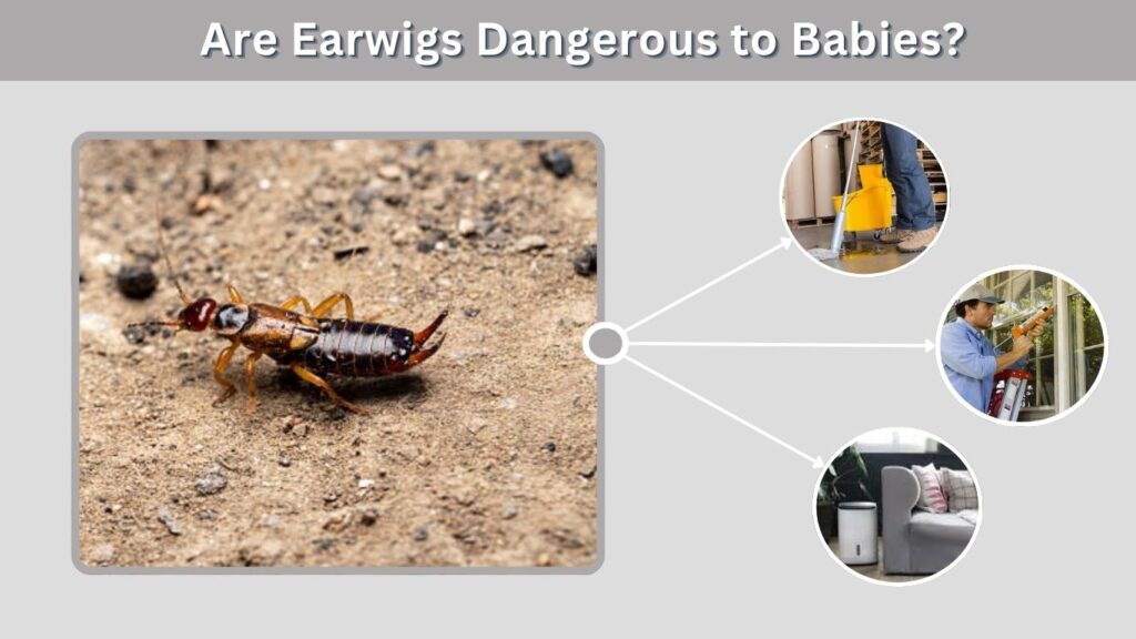 Are Earwigs Dangerous to Babies?