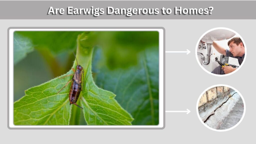 Are Earwigs Dangerous to Homes?