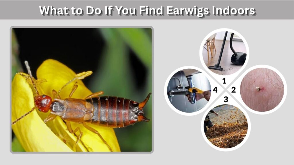 What to Do If You Find Earwigs Indoors