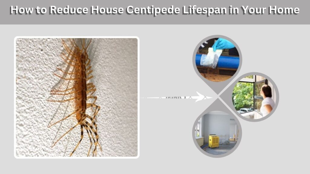 How to Reduce House Centipede Lifespan in Your Home
