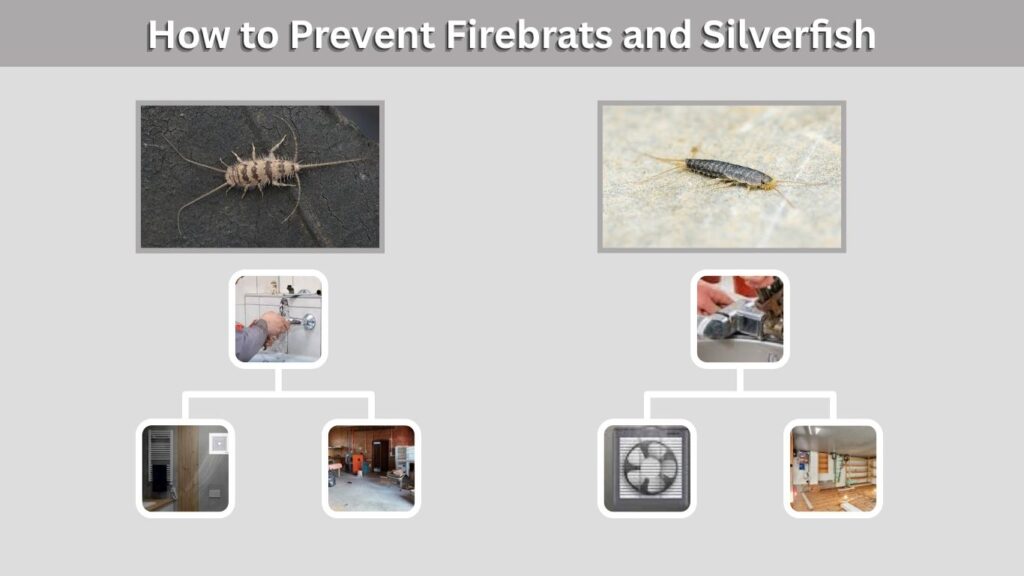 How to Prevent Firebrats and Silverfish