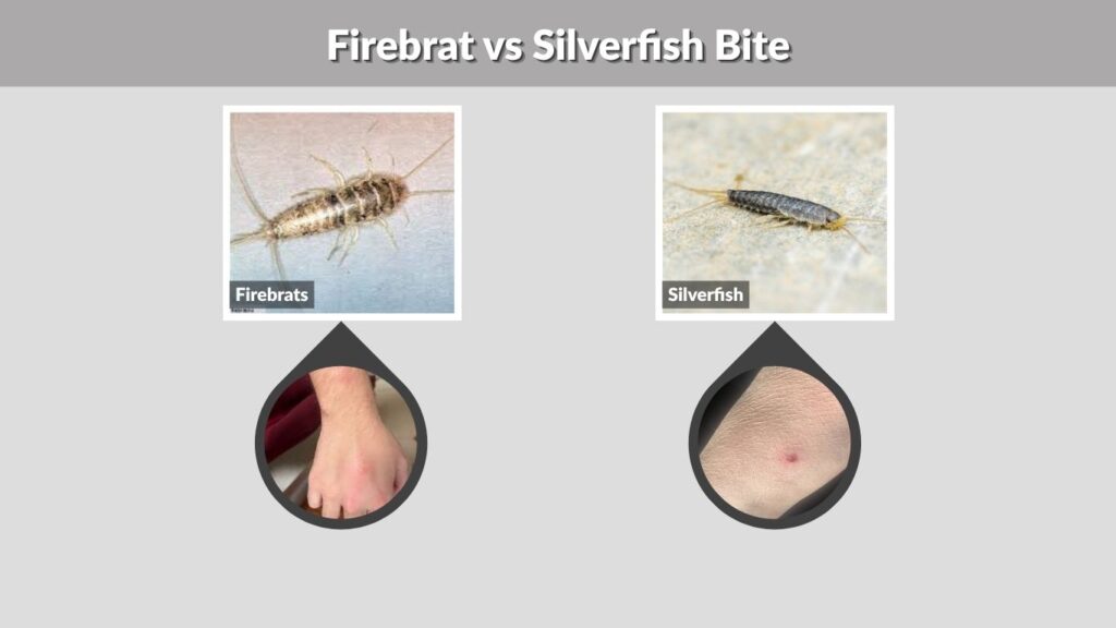 Firebrat vs Silverfish Bite