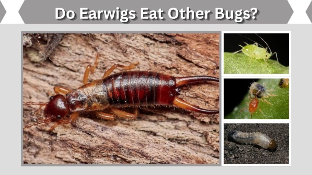 Do Earwigs Eat Other Bugs?