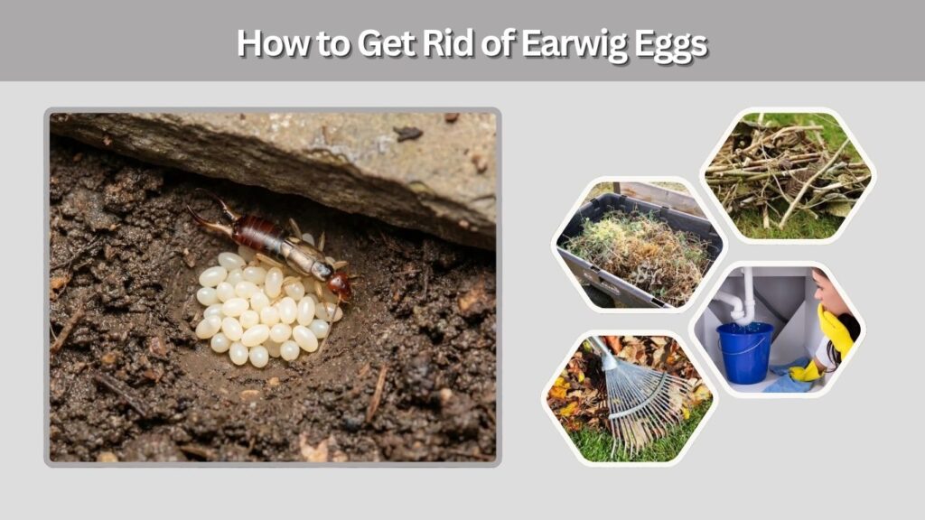 How to Get Rid of Earwig Eggs