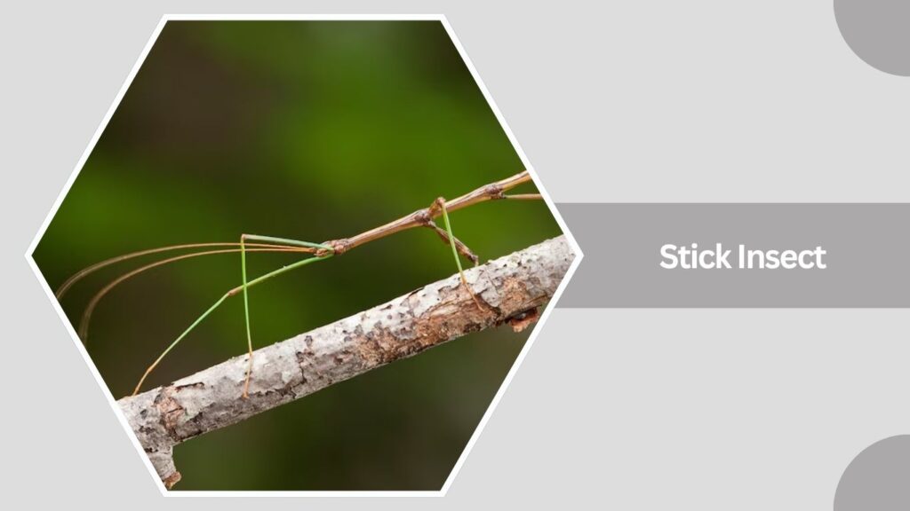 Stick Insect