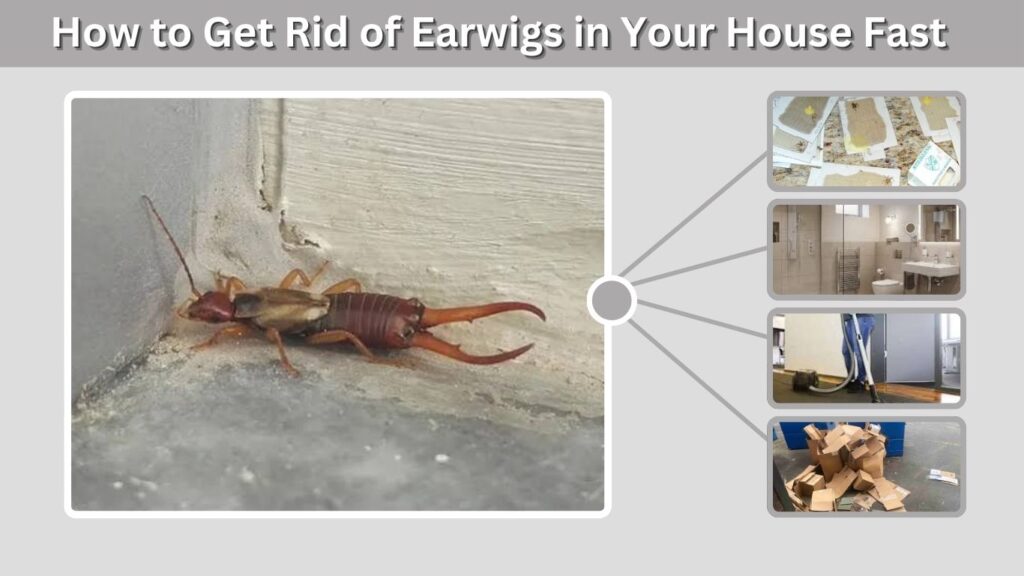 How to Get Rid of Earwigs in Your House Fast