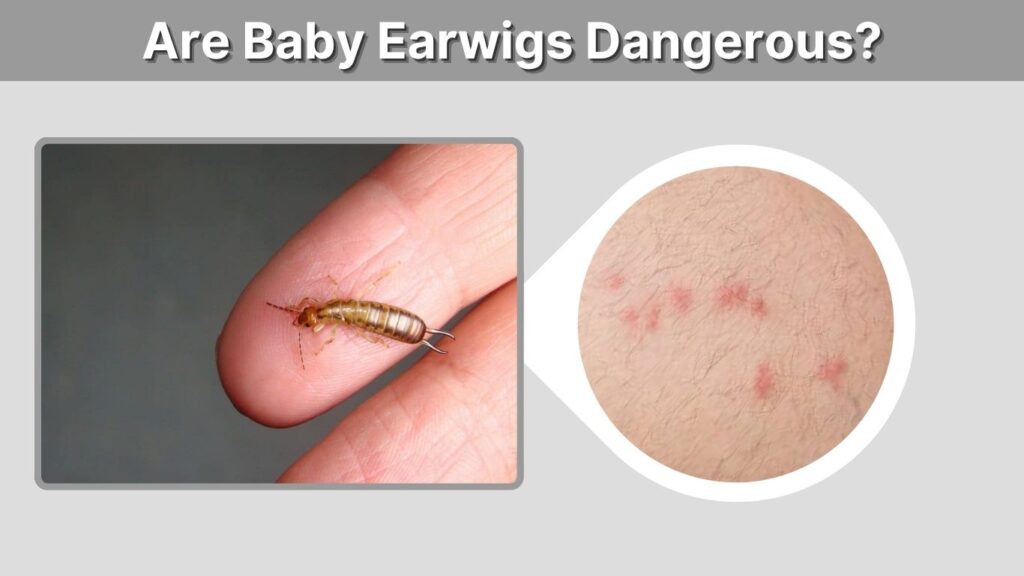 Are Baby Earwigs Dangerous?