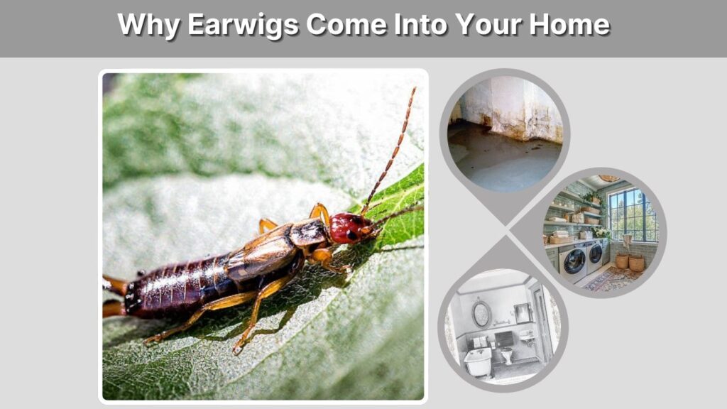 Why Earwigs Come Into Your Home