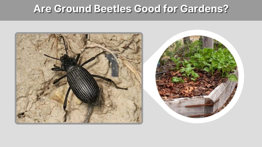 Are Ground Beetles Good for Gardens?