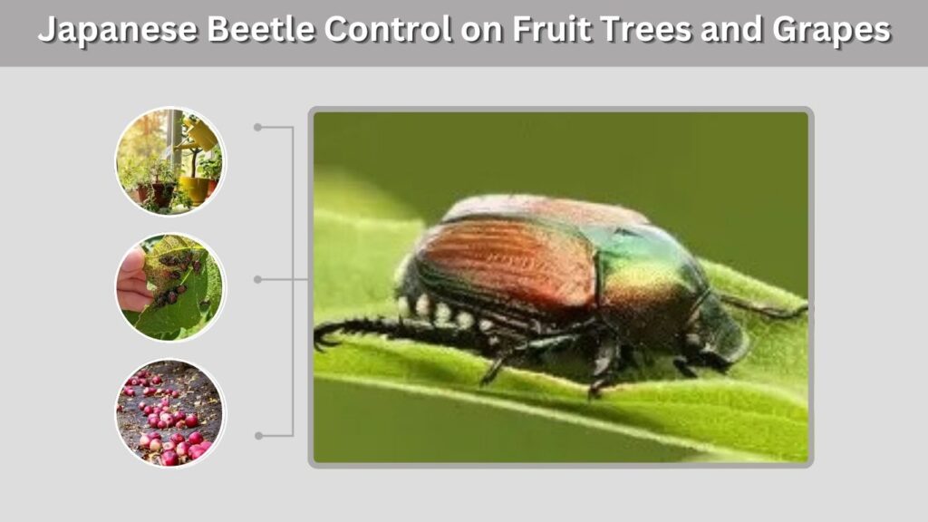 Japanese Beetle Control on Fruit Trees and Grapes