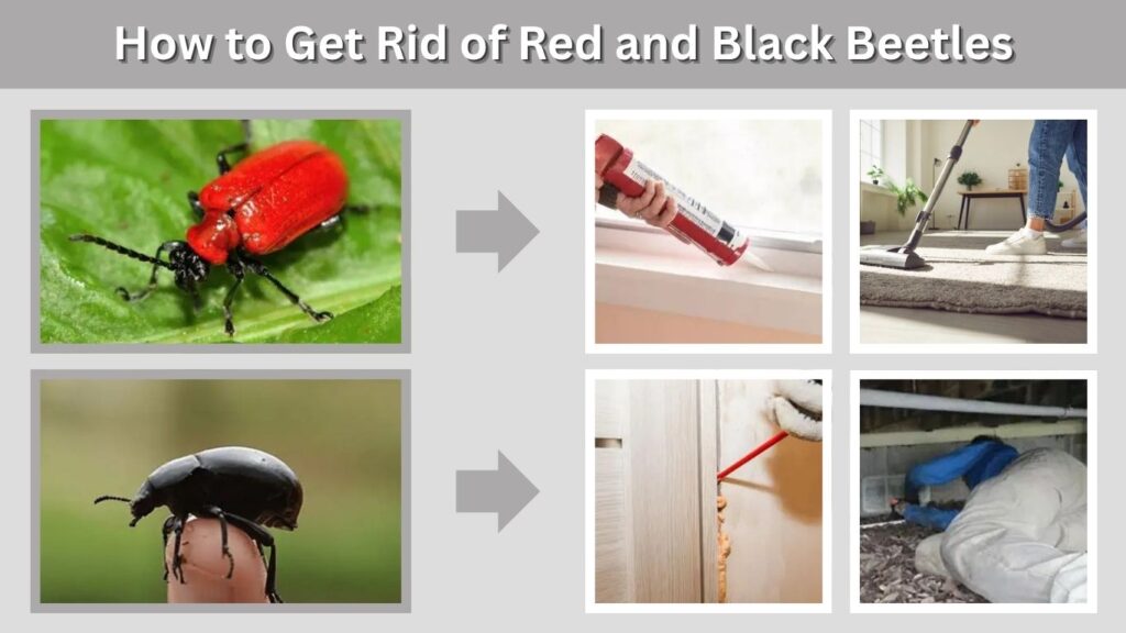 How to Get Rid of Red and Black Beetles