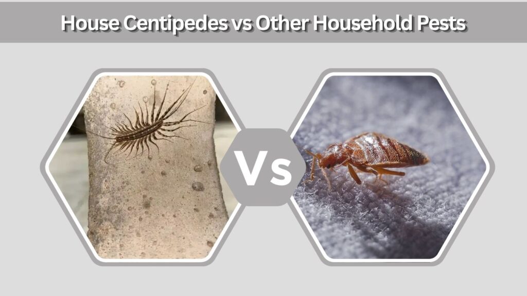 House Centipedes vs Other Household Pests