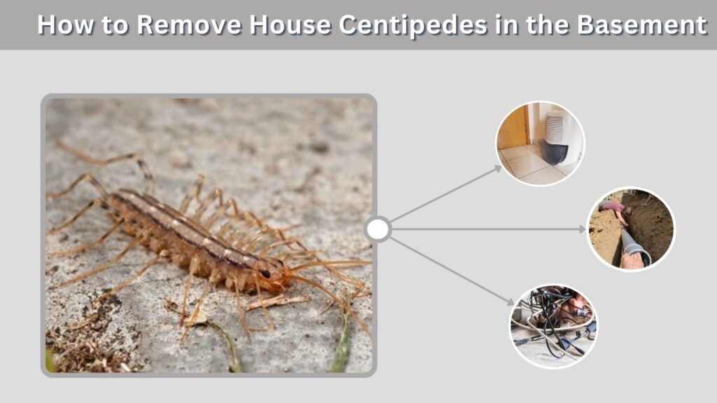 How to Remove House Centipedes in the Basement