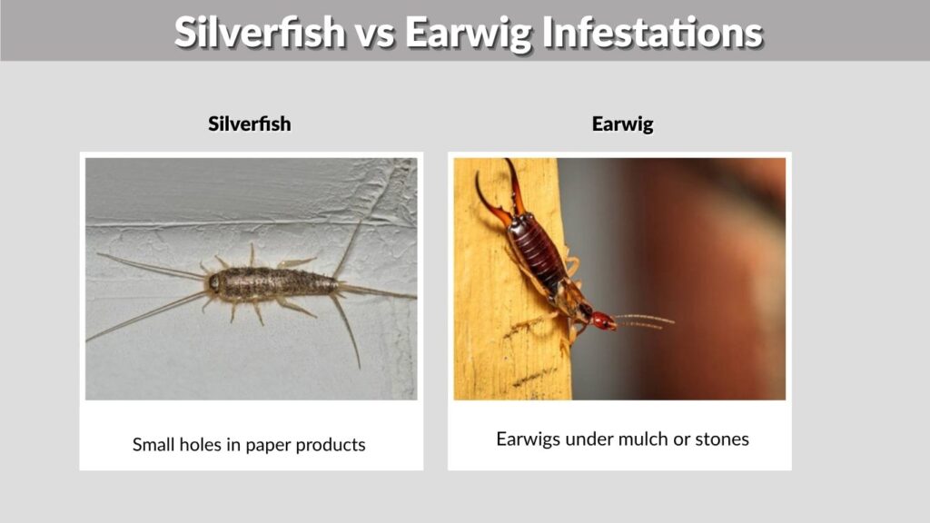Silverfish vs Earwig Infestations