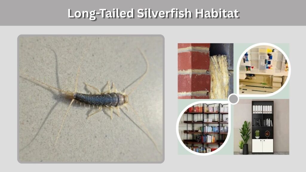 Long-Tailed Silverfish Habitat