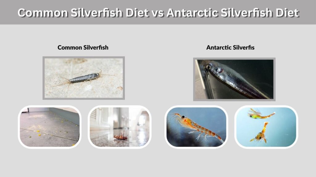 Common Silverfish Diet vs Antarctic Silverfish Diet