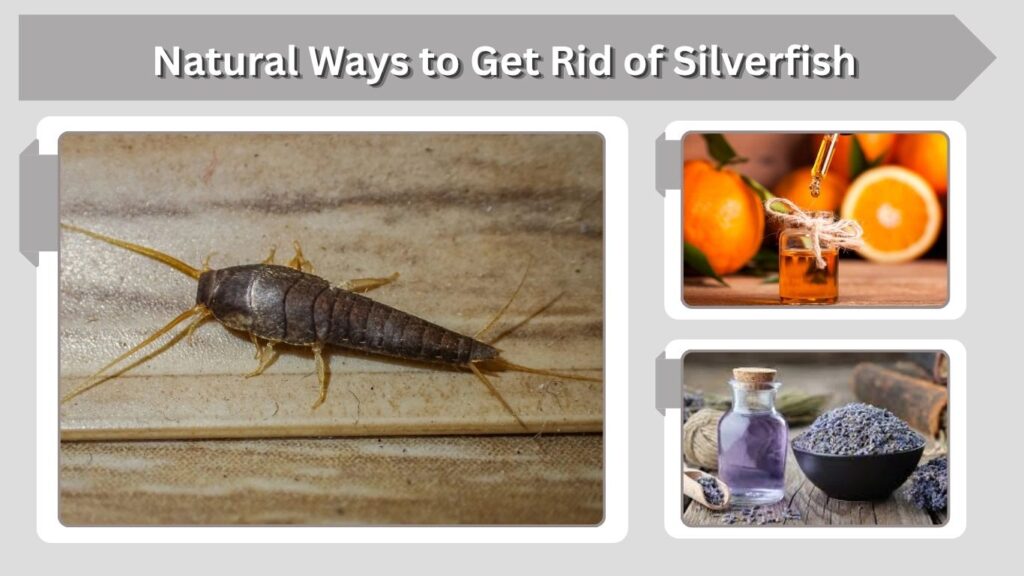 Natural Ways to Get Rid of Silverfish