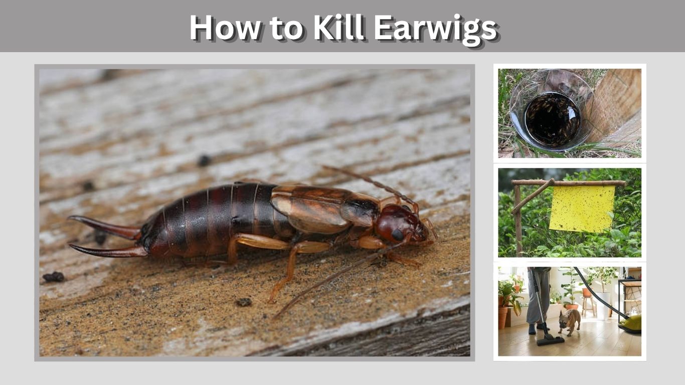 How to Kill Earwigs in Your House and Garden