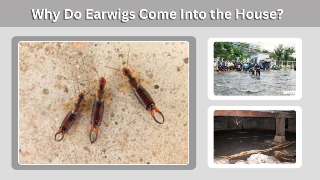 Why Do Earwigs Come Into the House?