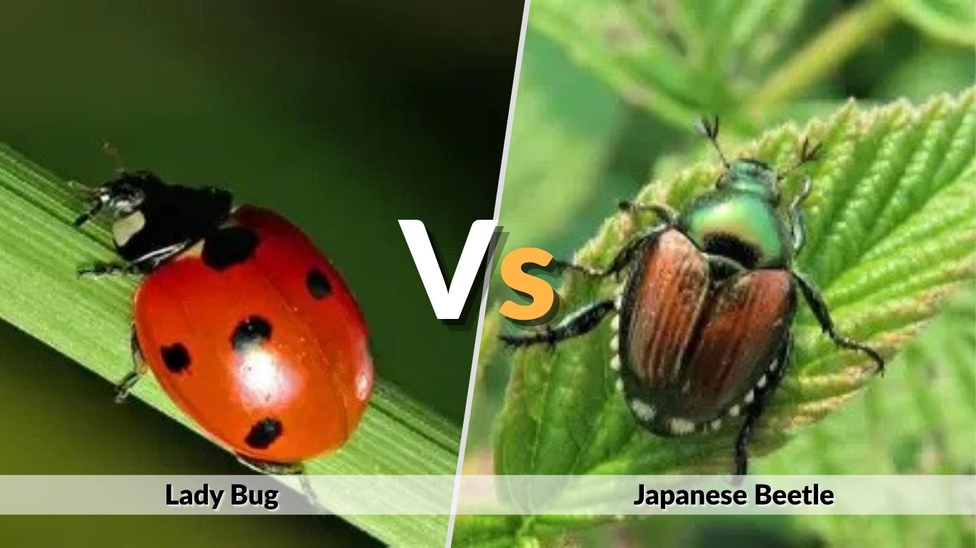 Lady Bug vs Japanese Beetle: How to Tell Them Apart