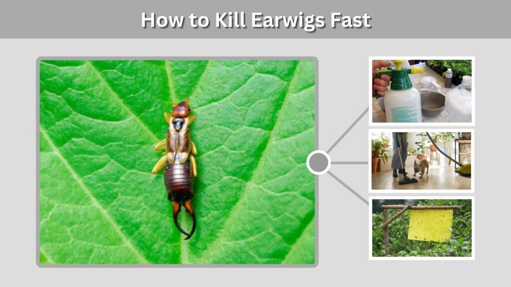 How to Kill Earwigs Fast
