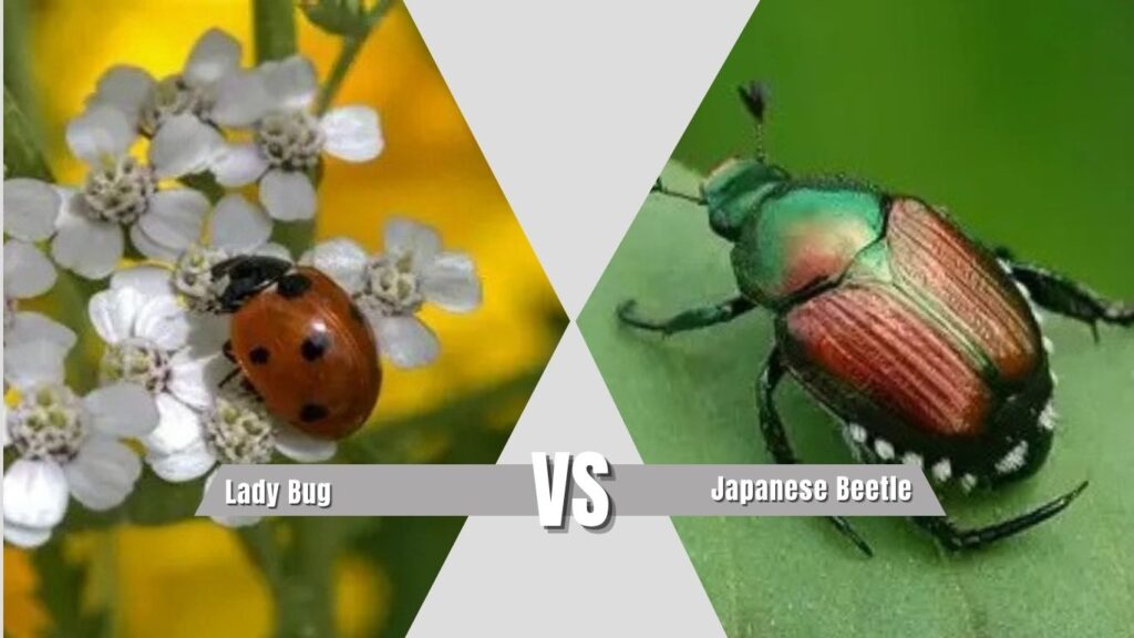 Lady Bug vs Japanese Beetle Appearance