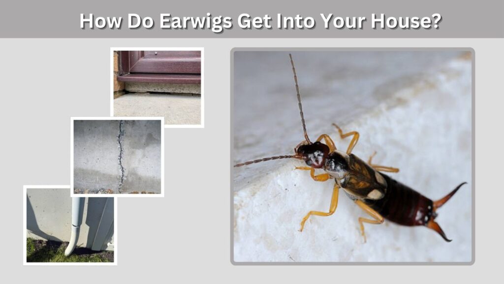 How Do Earwigs Get Into Your House?