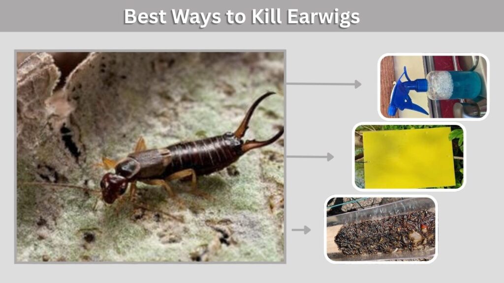 Best Ways to Kill Earwigs