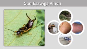 Can Earwigs Pinch? What Their Pincers Really Do