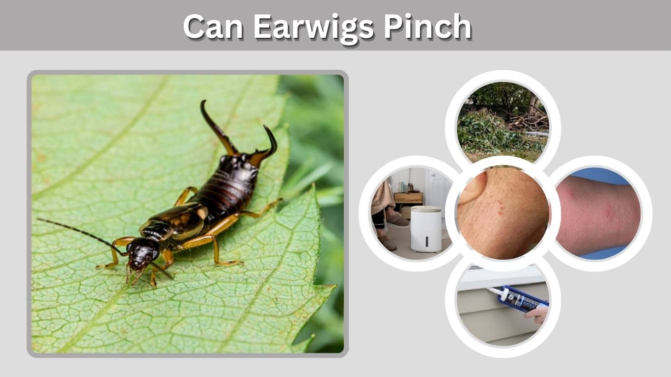 Can Earwigs Pinch? What Their Pincers Really Do