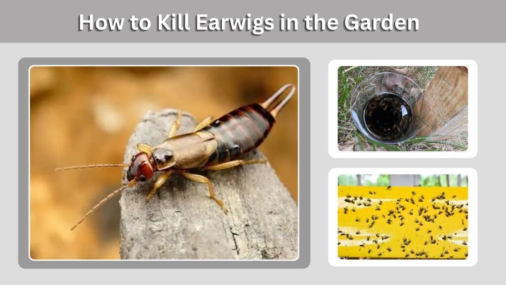 How to Kill Earwigs in the Garden