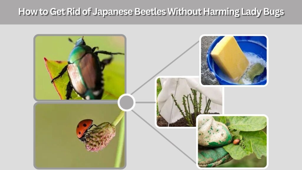 How to Get Rid of Japanese Beetles Without Harming Lady Bugs