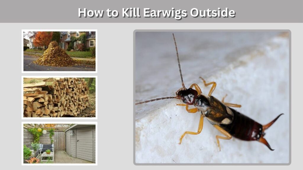 How to Kill Earwigs Outside