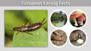 European Earwig Facts: Habitat, Diet and Life Cycle