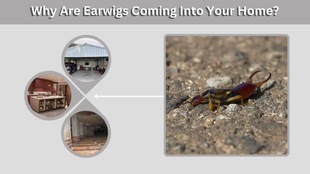Why Are Earwigs Coming Into Your Home?