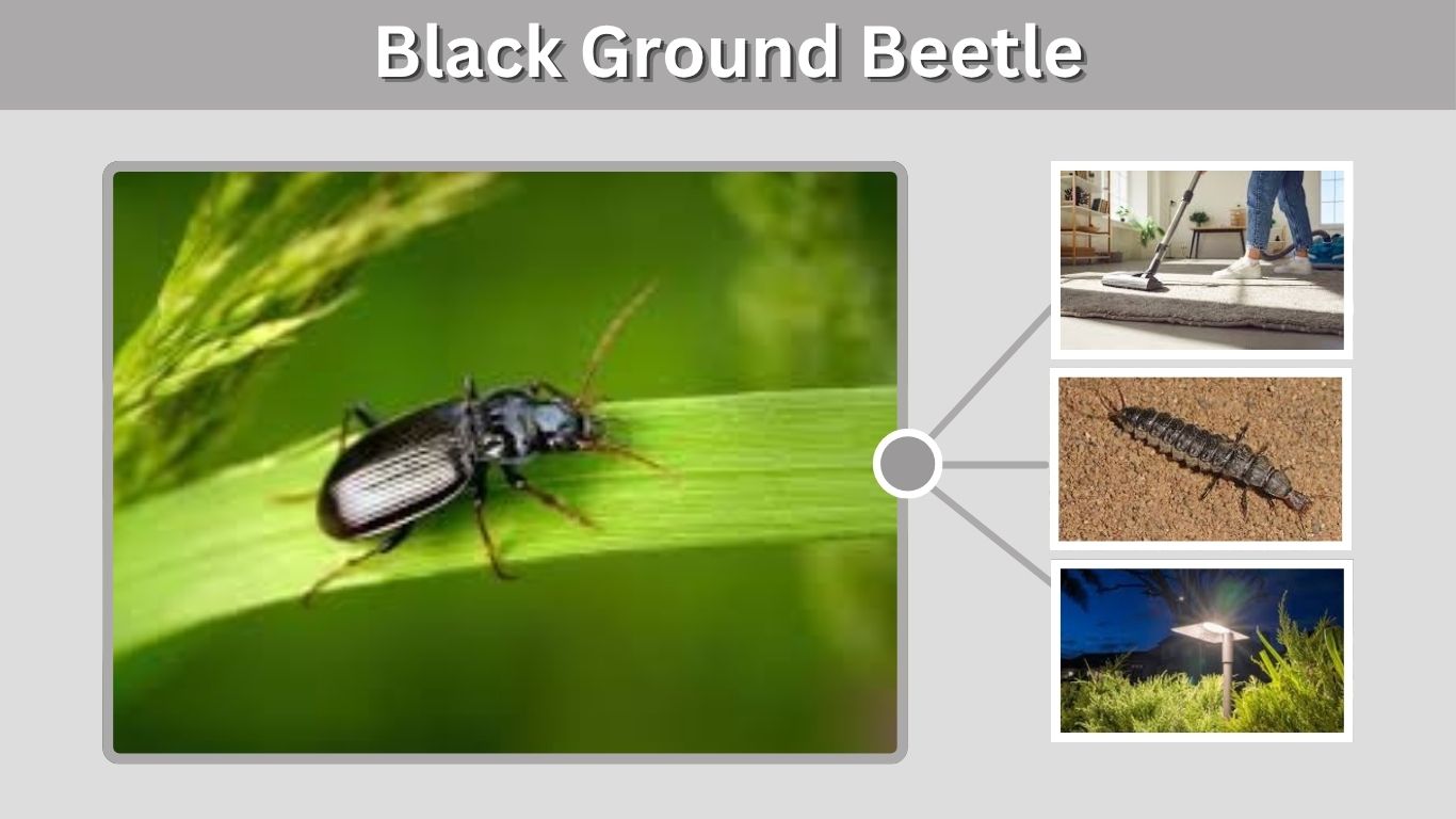 Black Ground Beetle: Identification, Facts, and Control