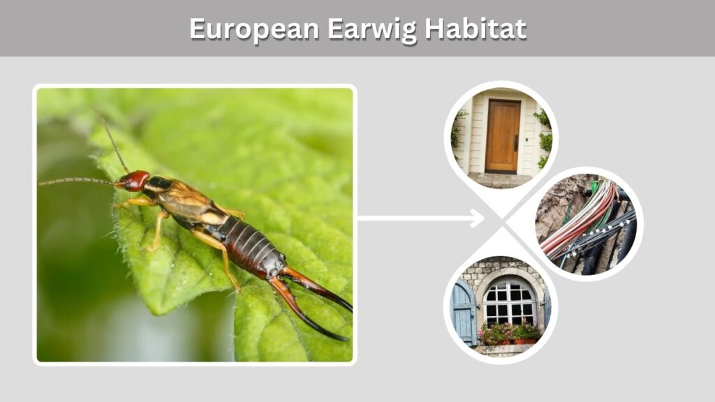 European Earwig Habitat