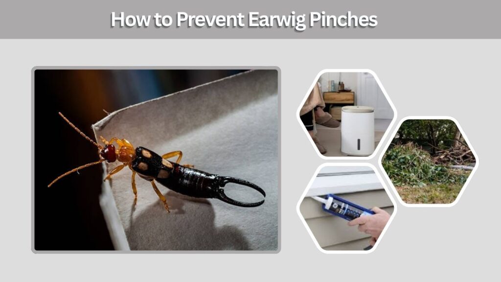 How to Prevent Earwig Pinches
