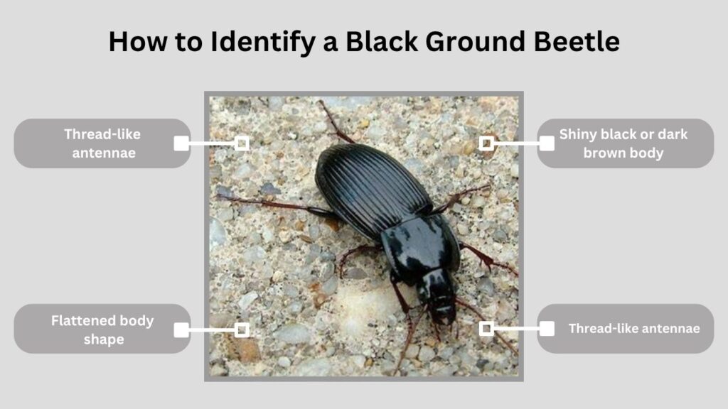 How to Identify a Black Ground Beetle