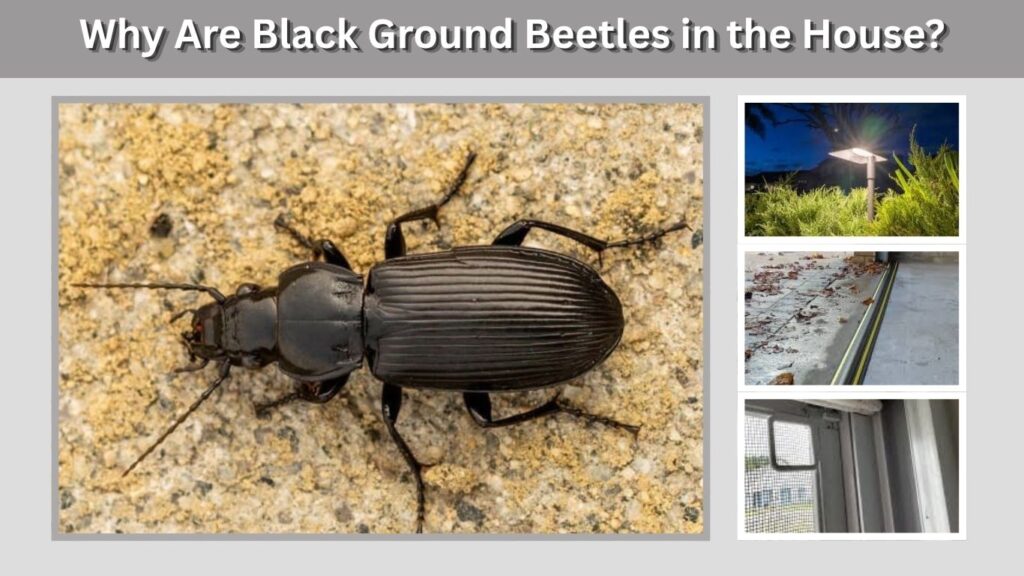 Why Are Black Ground Beetles in the House?
